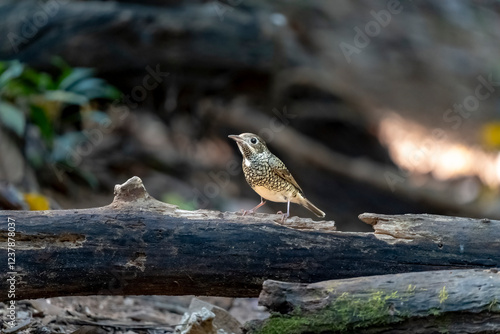 White-throated rock thrush in Ma Da forest, Dong Nai province, Vietnam photo