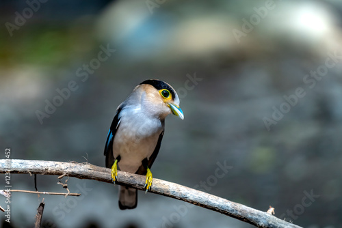 Eurylaimidae bird in Ma Da forest, Dong Nai province, Vietnam, photo