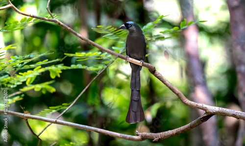 Racket-tailed treepie in Ma Da forest, Dong Nai province, Vietnam photo