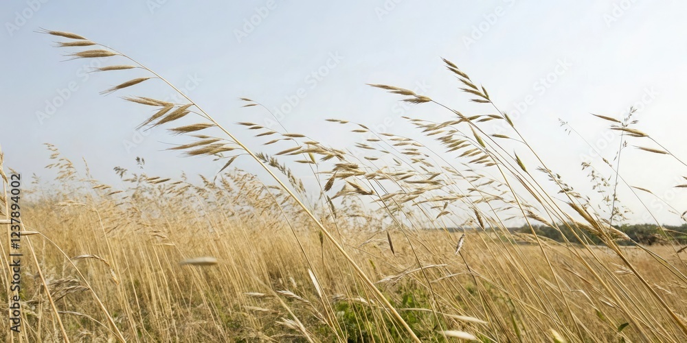 Fototapeta premium Tall dry oat stalks swaying in the breeze, nature photography, summer plants