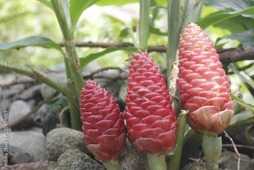 Bitter ginger, ginger lily, or zingiber zerumbet can be used as natural shampoo