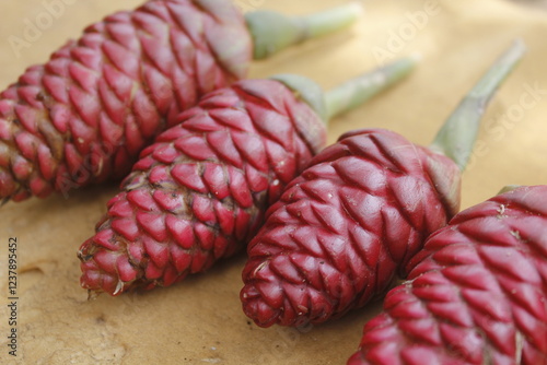 Bitter ginger, ginger lily, or zingiber zerumbet can be used as natural shampoo