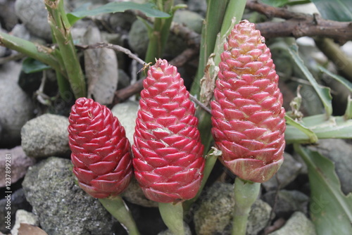 Bitter ginger, ginger lily, or zingiber zerumbet can be used as natural shampoo