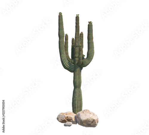 Saguaro catus png alpha channel stone front view