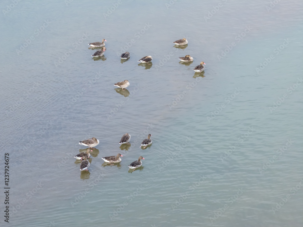 greylag goose on the Yangtze River