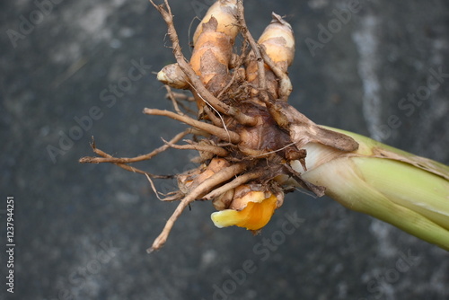 Raw Turmeric Root with plant. rhizomes fresh or boiled in water and dried, after which they are ground into yellow powder. Its used as a spice in food in many countries including India. Curcuma longa. photo