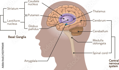 central nervous system、brain、cerebrum、cerebellum、basal ganglia、illustration