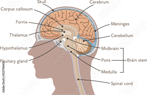 brain、cerebrum、cerebellum、midbrain、pons、medulla