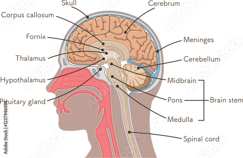 brain、cerebrum、cerebellum、midbrain、pons、medulla