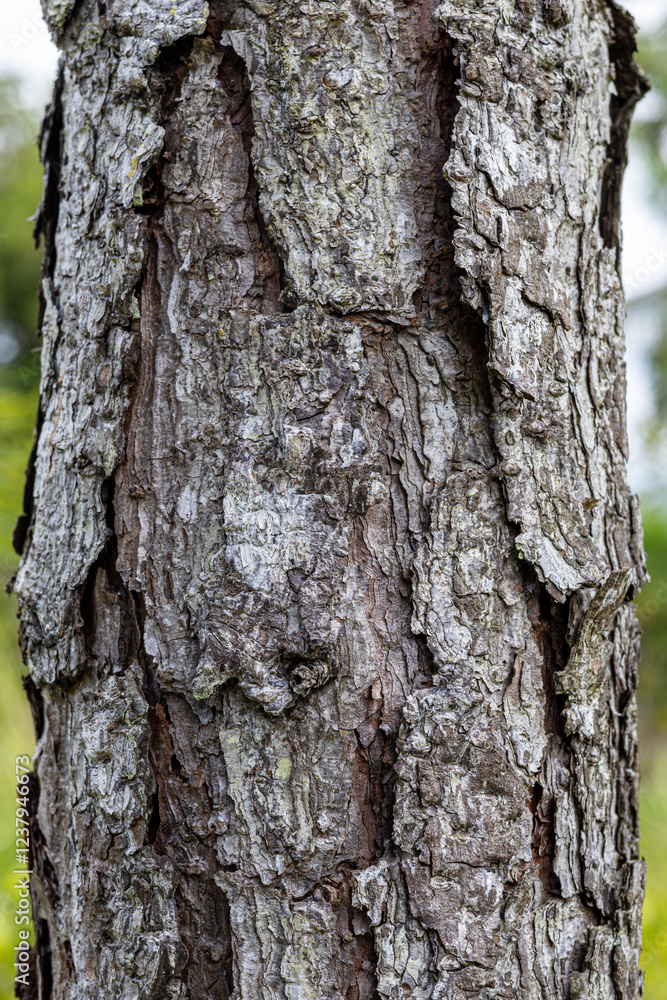 Dry tree bark texture close up Dry tree bark texture close up