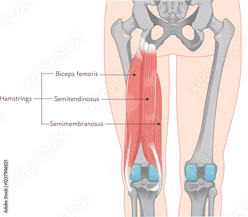 ハムストリング、大腿二頭筋のイラスト　hamstrings illustration