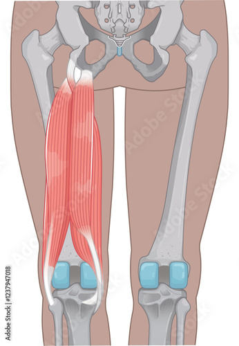 ハムストリング、大腿二頭筋のイラスト　hamstrings illustration