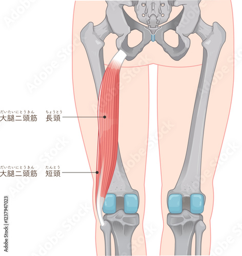 大腿二頭筋のイラスト　biceps femoris illustration