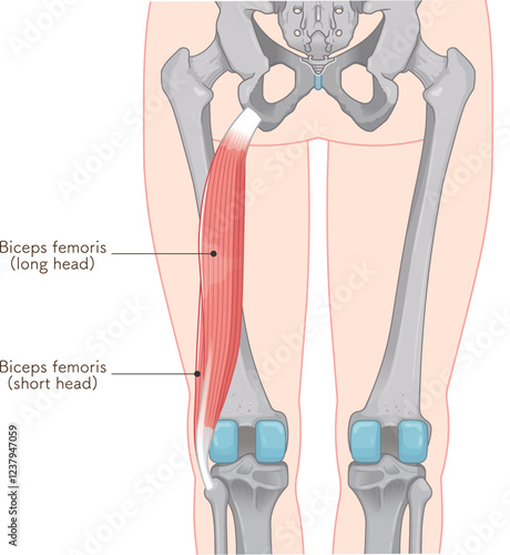 大腿二頭筋のイラスト　biceps femoris illustration