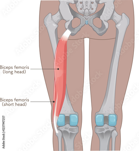 大腿二頭筋のイラスト　biceps femoris illustration