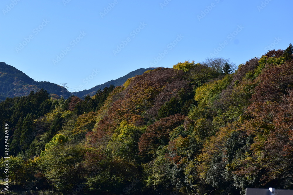 秋川沿いの森林