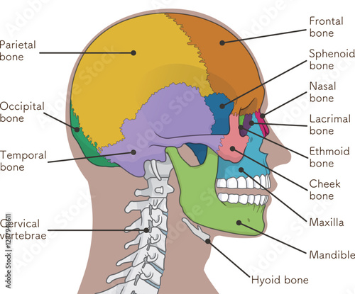 頭蓋骨のイラスト Skull illustration
