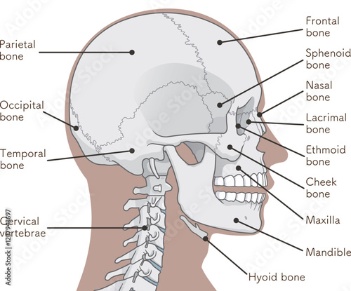 頭蓋骨のイラスト Skull illustration