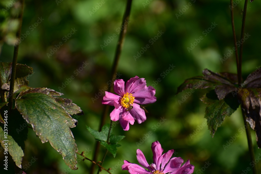 日光に照らされたピンク色の花 日光に照らされたピンク色の花