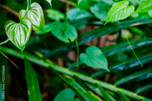 Fresh green leaves in heart shape