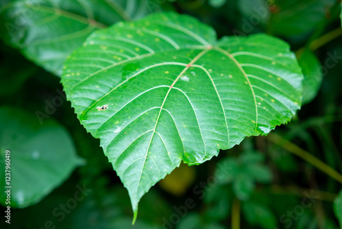 Fresh green leaves in heart shape