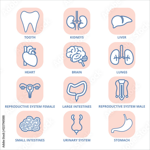 set of human anatomy icons