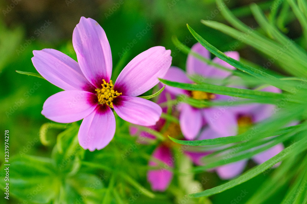 Fototapeta premium Fleur de cosmos