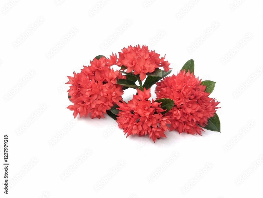 Beautiful red asoca flowers isolated on white background. Floral decoration, Botanical photography for creative design Beautiful red asoca flowers isolated on white background. Floral decoration, Botanical photography for creative design
