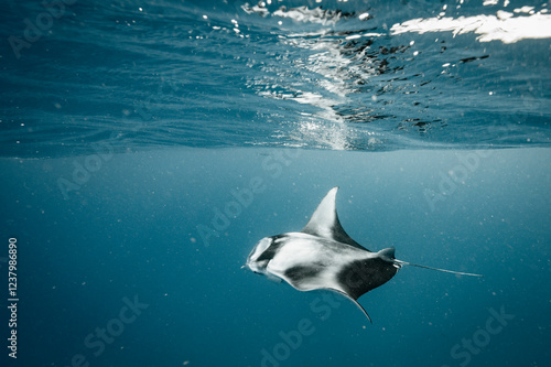 Manta ray feeding on plankton in the Maldives photo