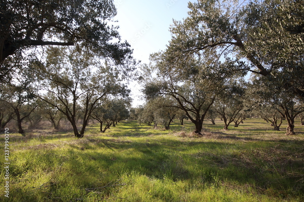 Olive trees in an orchard in the countryside, surrounded by green grass in early spring