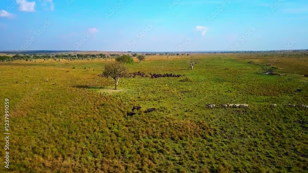Aerial view capturing buffalos and zebras grazing in the expansive grasslands of Kidepo National Park, Uganda, with scattered trees beneath a clear blue sky, drone panning shot Aerial view capturing buffalos and zebras grazing in the expansive grasslands of Kidepo National Park, Uganda, with scattered trees beneath a clear blue sky, drone panning shot