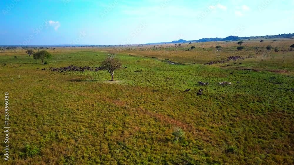 Aerial view capturing african buffalos and hippotigris zebras grazing in the expansive grasslands of Kidepo National Park, Uganda, with scattered trees beneath a clear blue sky, drone static shot