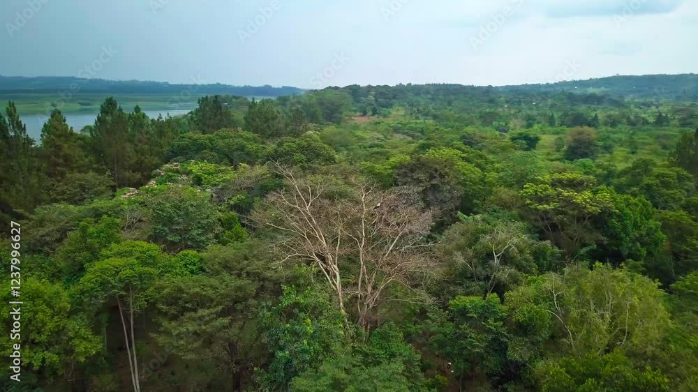 African long-crested Eagle flying from tree in the lush vegetation covering the banks of the River Nile in Uganda, showcasing the natural beauty and diverse ecosystem of the region, drone shot African long-crested Eagle flying from tree in the lush vegetation covering the banks of the River Nile in Uganda, showcasing the natural beauty and diverse ecosystem of the region, drone shot