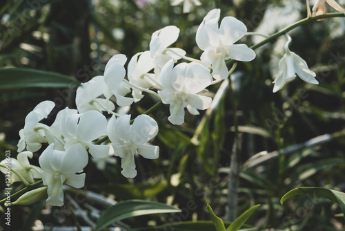 Beautiful white orchid in home garden, beautiful bouquet