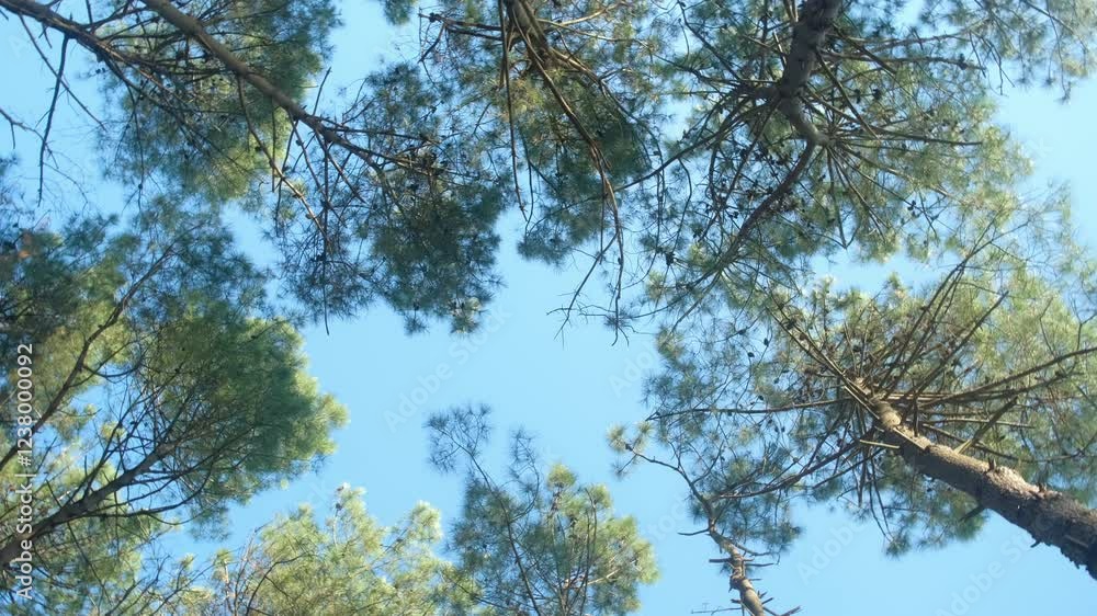Rotating view of pine trees on blue sky background at sunny day. Majestic lush green pine tree swaying gently against clear sky in sunny day. Tranquil picturesque natural scene. Outdoors park nature. Rotating view of pine trees on blue sky background at sunny day. Majestic lush green pine tree swaying gently against clear sky in sunny day. Tranquil picturesque natural scene. Outdoors park nature.