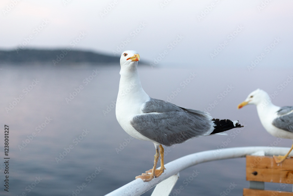 Large seagull on sunset sky background Large seagull on sunset sky background