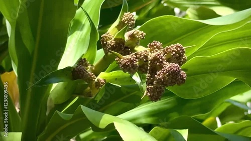 Wallpaper Mural Beautiful blooming flower of Dracaenas Fragrans Massangeana species,corn plant Torontodigital.ca