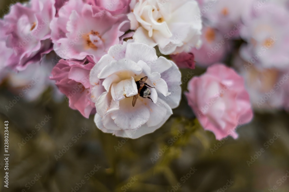 Obraz premium A busy bee taking shelter in a pristine white flower surrounded by soft pink blossoms.