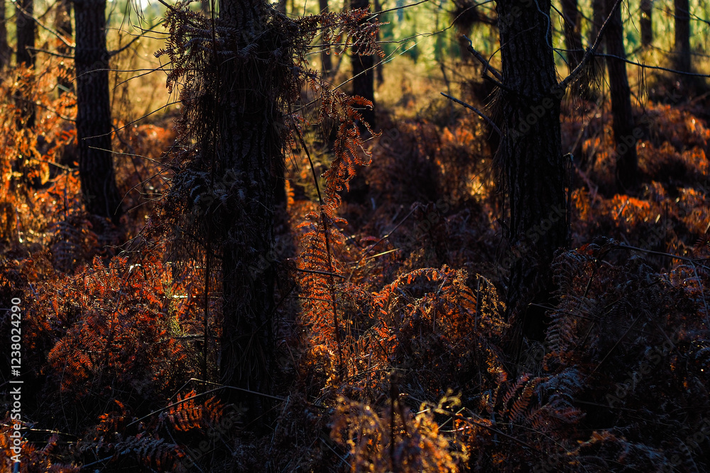 Fototapeta premium Coucher de soleil dans la forêt des Landes de Gascogne