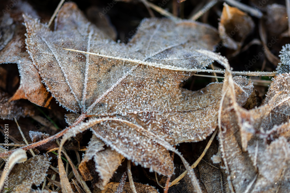 Closeup macro shot of withered maple leaf covered by beautiful ice crystals Closeup macro shot of withered maple leaf covered by beautiful ice crystals