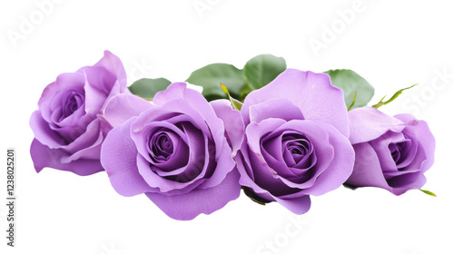 Fototapeta Naklejka Na Ścianę i Meble -  Purple roses showing blooming beauty on transparent background