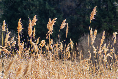 Southern Urals, last year's panicles of common reed (Phragmites australis) in spring. photo