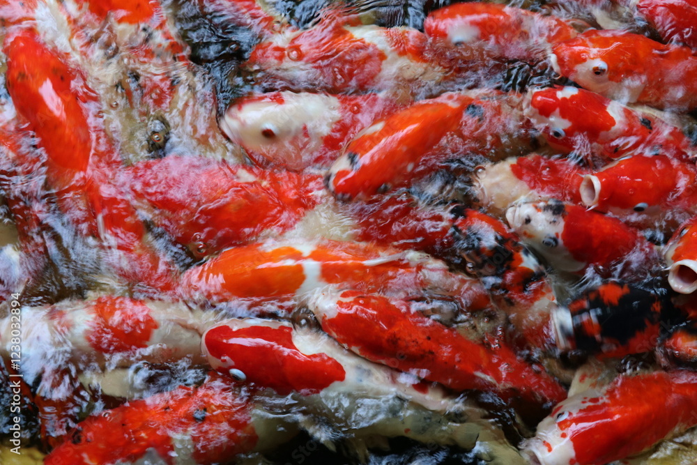The koi in the large pond have beautiful colors. The koi in the large pond have beautiful colors.