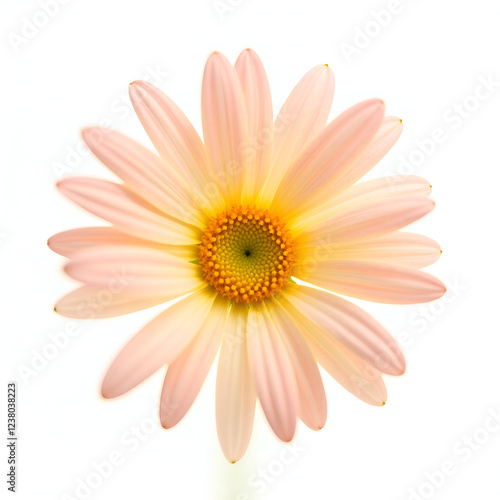 Flowers of pyrethrum isolated on white background, A beautiful flower highlighted on a white background. pyrethrum