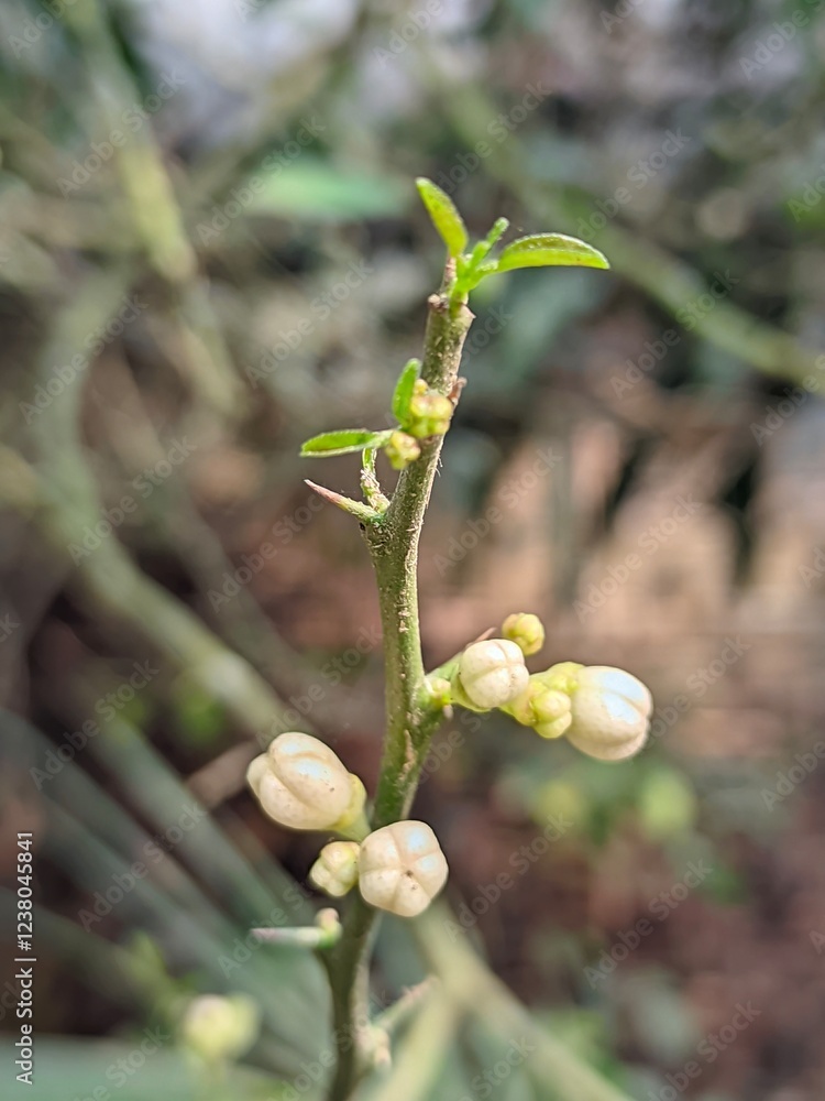 Lemon Flowers Macro Shoot - Lemon Tree Lemon Flowers Macro Shoot - Lemon Tree