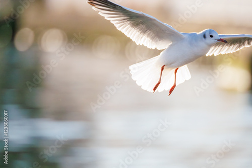 Photos 神奈川県の県鳥、飛翔する美しいユリカモメ（カモメ科）他の群れ
英名学名：Black-headed gulls (Larus ridibundus)
神奈川県横浜