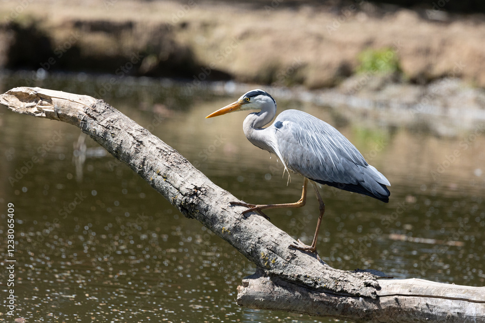 Fototapeta premium Airone cenerino (Ardea cinerea)