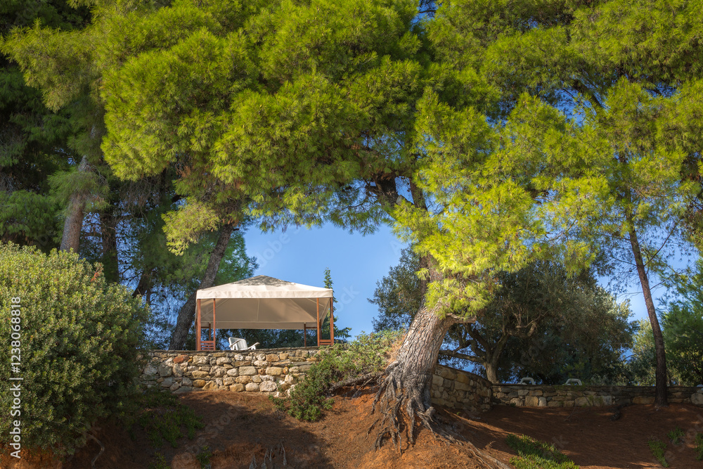 Pine forest tree and lounge in Halkidiki, Greece Pine forest tree and lounge in Halkidiki, Greece