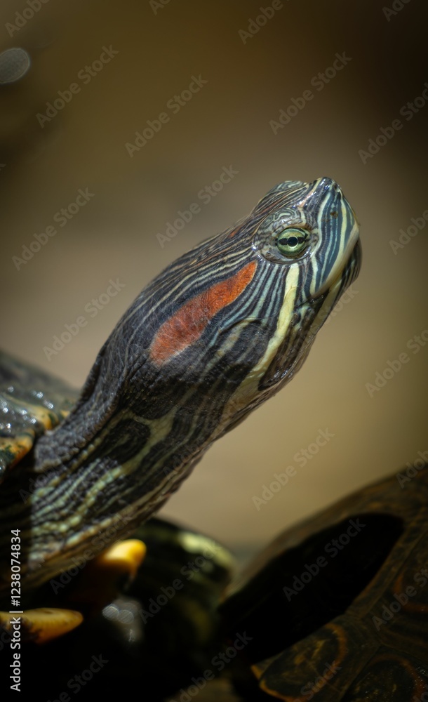 Red-eared slider turtle close-up Red-eared slider turtle close-up