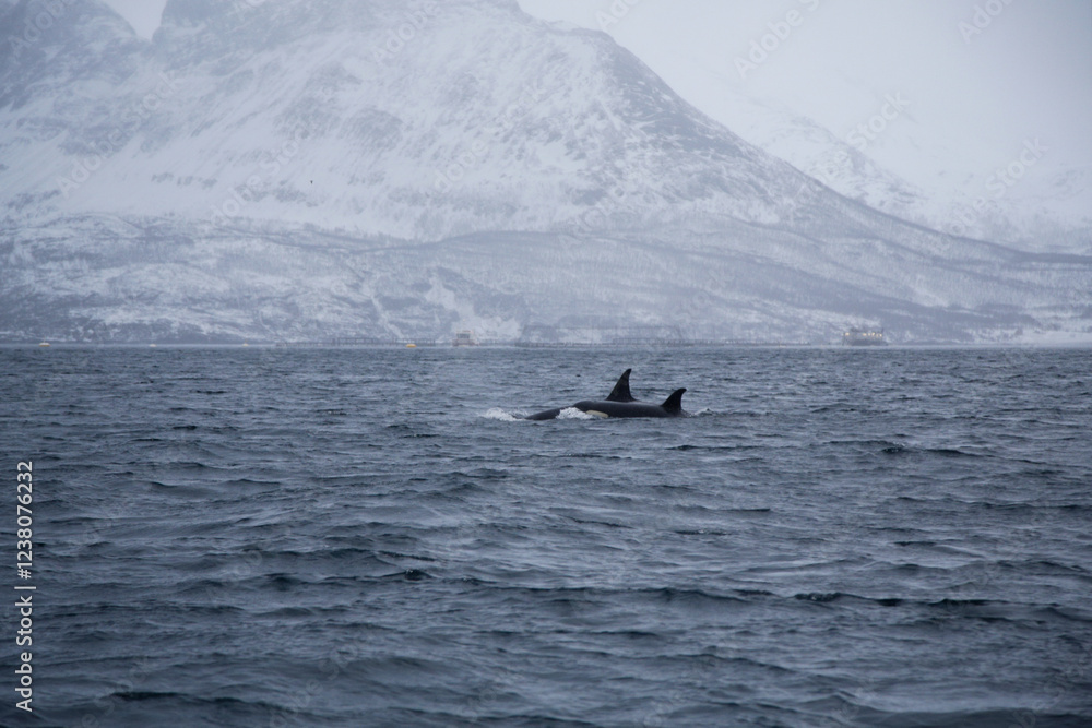 Obraz premium Adult female orca with calf near Skjervoya island. Northern Norway.